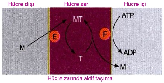 aktif taşıma