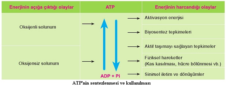 atp'nin sentezi ve kullanılması