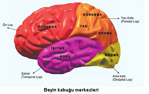 beyin kabuğu merkezleri