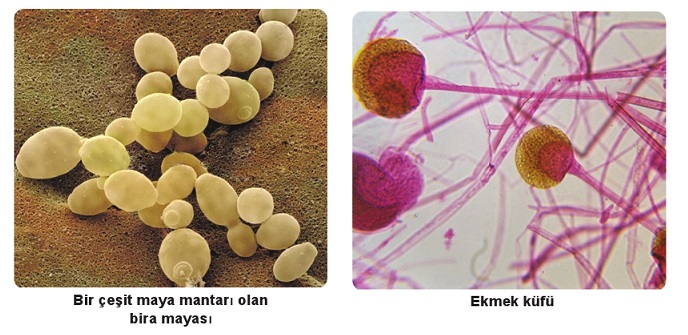 bira mayası