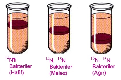 DNA deneyi