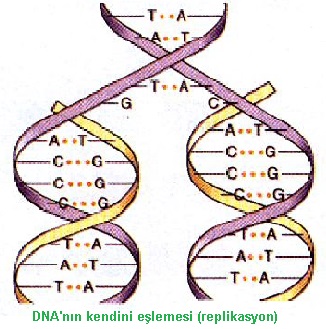 dna eşlenmesi