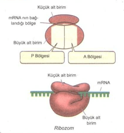 ribozom