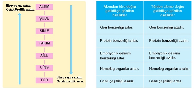 Sınıflandırma tabloasu