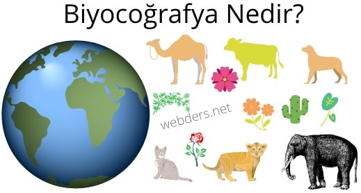 Biyocoğrafya nedir