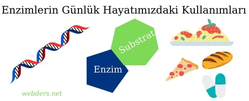 Enzimlerin günlük hayatımızdaki kullanım alanları