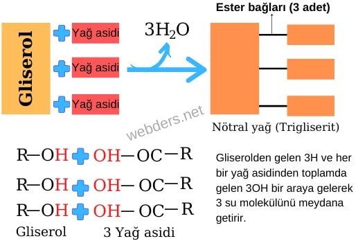 Ester bağı