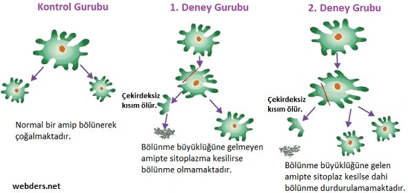 hücre neden bölünür