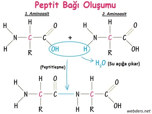 Peptit bağı