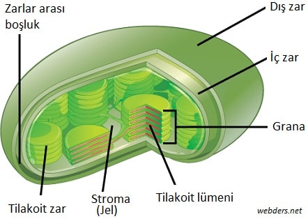 Plastitler kloroplast