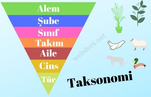 Taksonomi nedir