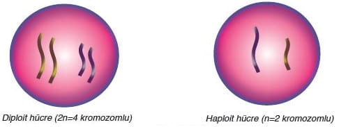 Diploit ve haploit hücre