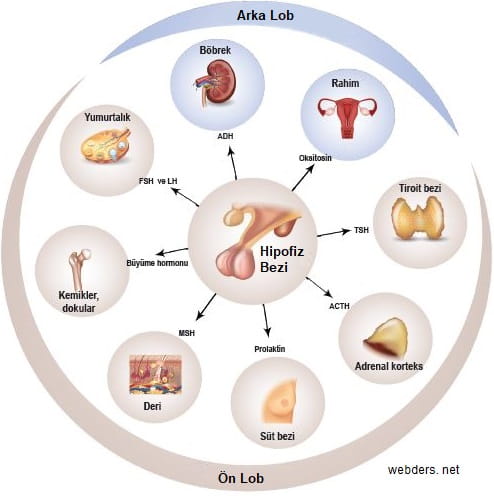 hipofiz bezi hormonları