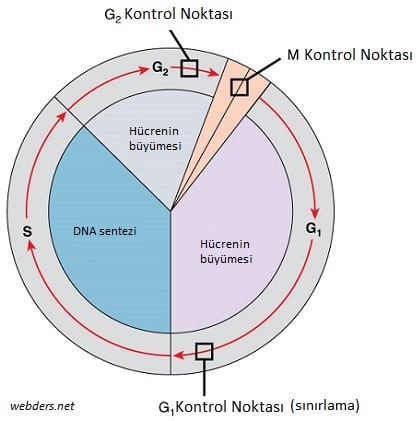 Hücre bölünmesinin kontrolü