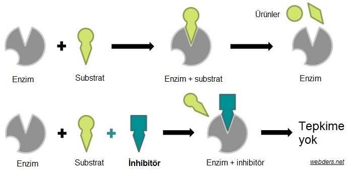 inhibitör