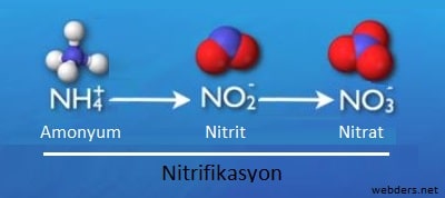 Nitrifikasyon nedir